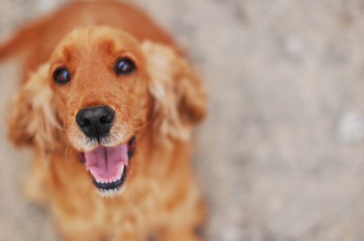 Hund ser opp og inn i kamera